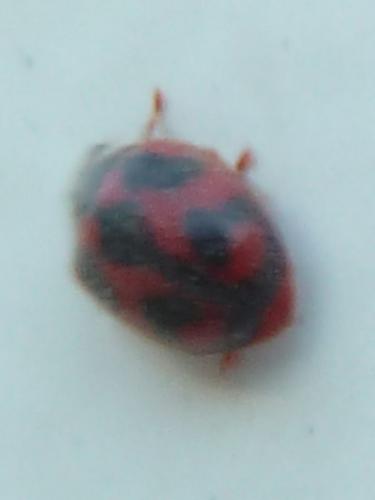 Novius cardinalis